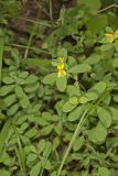 St. Andrews Cross, Hypericum hypericoides