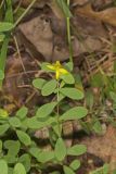 St. Andrews Cross, Hypericum hypericoides