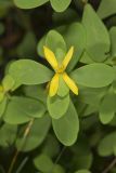 St. Andrews Cross, Hypericum hypericoides