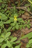 St. Andrews Cross, Hypericum hypericoides
