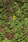 St. Andrews Cross, Hypericum hypericoides