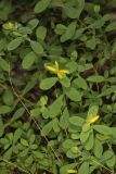 St. Andrews Cross, Hypericum hypericoides