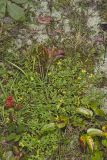 St. Andrews Cross, Hypericum hypericoides