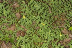 St. Andrews Cross, Hypericum hypericoides