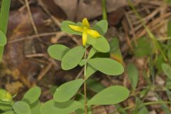 St. Andrews Cross, Hypericum hypericoides