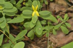 St. Andrews Cross, Hypericum hypericoides