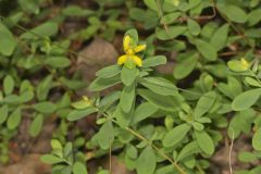 St. Andrews Cross, Hypericum hypericoides
