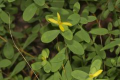 St. Andrews Cross, Hypericum hypericoides