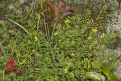 St. Andrews Cross, Hypericum hypericoides