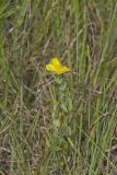 St.Peterswort, Hypericum crux-andreae