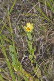 St.Peterswort, Hypericum crux-andreae