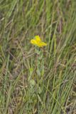St.Peterswort, Hypericum crux-andreae