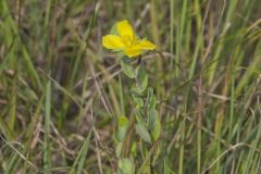 St.Peterswort, Hypericum crux-andreae