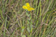 St.Peterswort, Hypericum crux-andreae