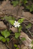 Star Chickweed, Stellaria pubera