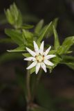 Star Chickweed, Stellaria pubera