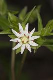 Star Chickweed, Stellaria pubera