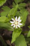 Star Chickweed, Stellaria pubera