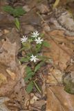 Star Chickweed, Stellaria pubera