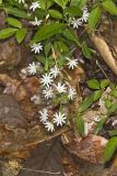 Star Chickweed, Stellaria pubera