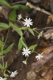 Star Chickweed, Stellaria pubera