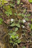 Star Chickweed, Stellaria pubera