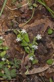 Star Chickweed, Stellaria pubera
