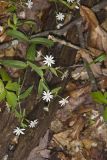 Star Chickweed, Stellaria pubera