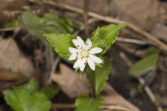 Star Chickweed, Stellaria pubera