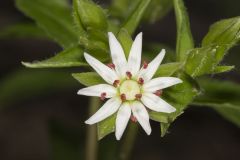 Star Chickweed, Stellaria pubera