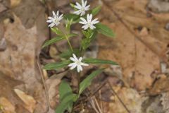Star Chickweed, Stellaria pubera