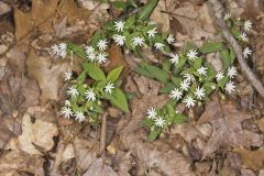 Star Chickweed, Stellaria pubera