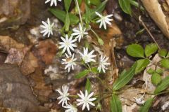 Star Chickweed, Stellaria pubera