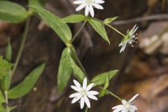 Star Chickweed, Stellaria pubera