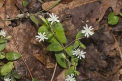 Star Chickweed, Stellaria pubera