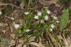 Star Chickweed, Stellaria pubera