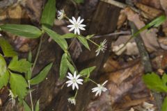 Star Chickweed, Stellaria pubera