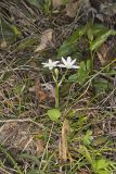 Star of Bethlehem, Ornithogalum umbellatum