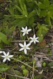 Star of Bethlehem, Ornithogalum umbellatum