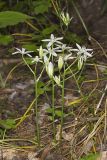 Star of Bethlehem, Ornithogalum umbellatum