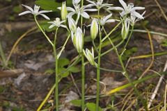 Star of Bethlehem