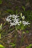 Star of Bethlehem, Ornithogalum umbellatum