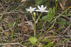 Star of Bethlehem, Ornithogalum umbellatum