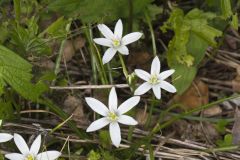 Star of Bethlehem, Ornithogalum umbellatum