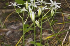 Star of Bethlehem, Ornithogalum umbellatum