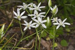 Star of Bethlehem, Ornithogalum umbellatum