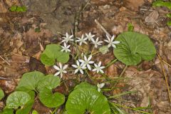 Star of Bethlehem, Ornithogalum umbellatum