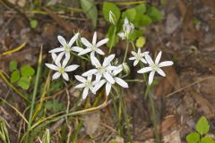 Star of Bethlehem, Ornithogalum umbellatum
