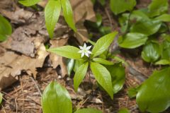 Starflower, Trientalis borealis