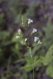 Starry Campion, Silene stellata